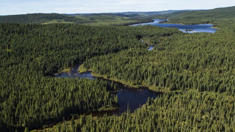 What is the canadian boreal forest